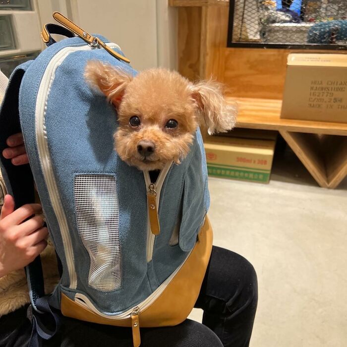 40 New Photos Of Dogs Traveling In Bags That Will Instantly Brighten Your Day (New Pics)