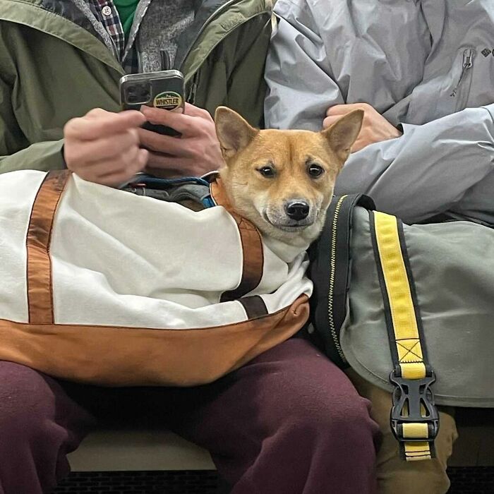 40 New Photos Of Dogs Traveling In Bags That Will Instantly Brighten Your Day (New Pics)