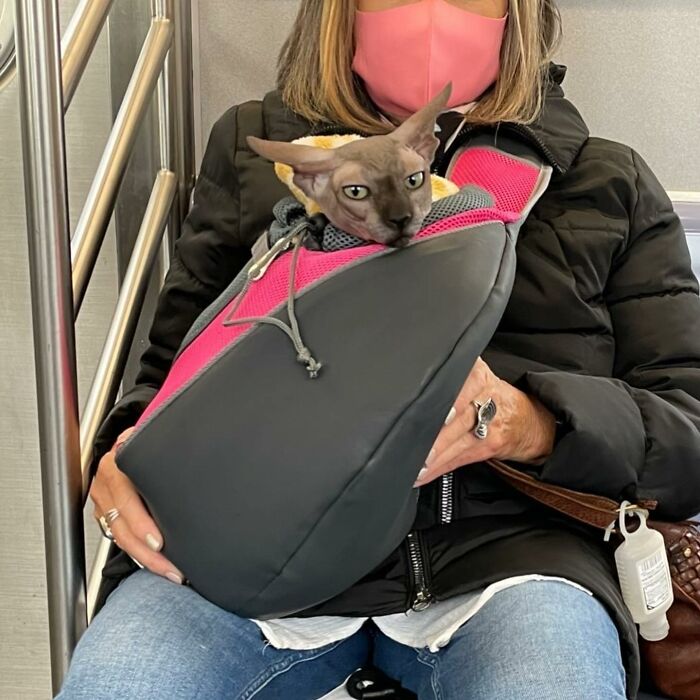 40 New Photos Of Dogs Traveling In Bags That Will Instantly Brighten Your Day (New Pics)
