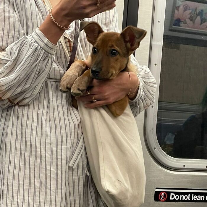 40 New Photos Of Dogs Traveling In Bags That Will Instantly Brighten Your Day (New Pics)