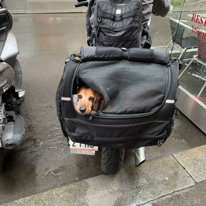 40 New Photos Of Dogs Traveling In Bags That Will Instantly Brighten Your Day (New Pics)