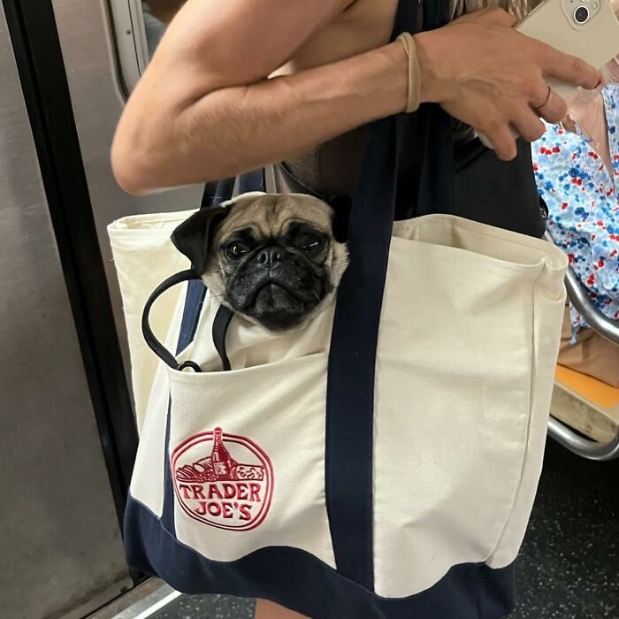 40 New Photos Of Dogs Traveling In Bags That Will Instantly Brighten Your Day (New Pics)