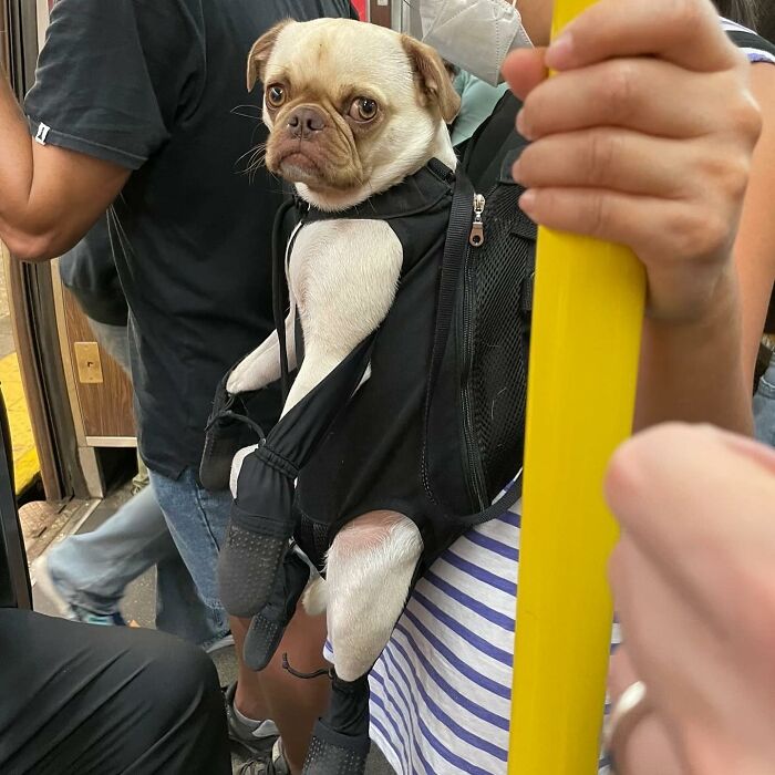 40 New Photos Of Dogs Traveling In Bags That Will Instantly Brighten Your Day (New Pics)