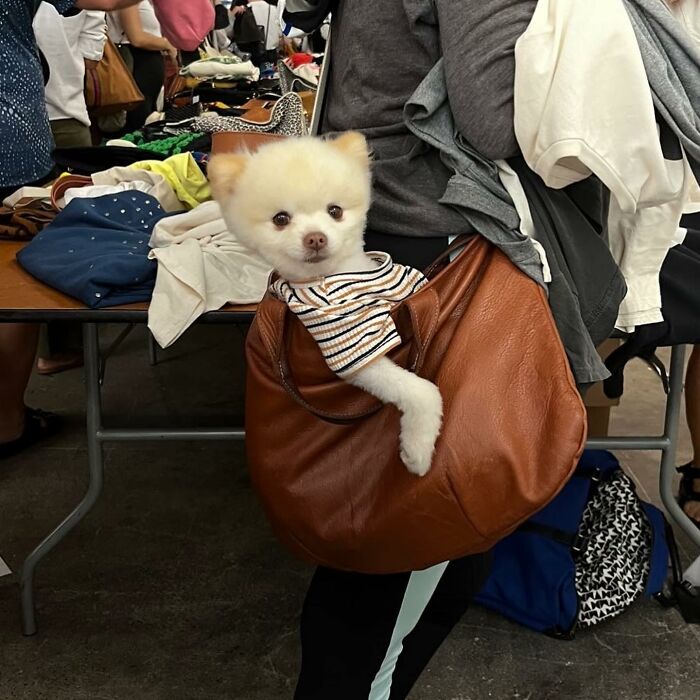 40 New Photos Of Dogs Traveling In Bags That Will Instantly Brighten Your Day (New Pics)