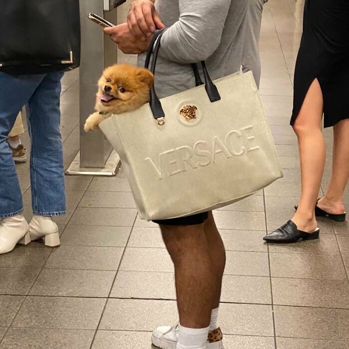 40 New Photos Of Dogs Traveling In Bags That Will Instantly Brighten Your Day (New Pics)
