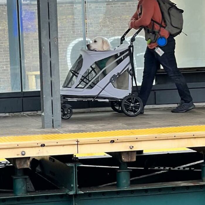 40 New Photos Of Dogs Traveling In Bags That Will Instantly Brighten Your Day (New Pics)