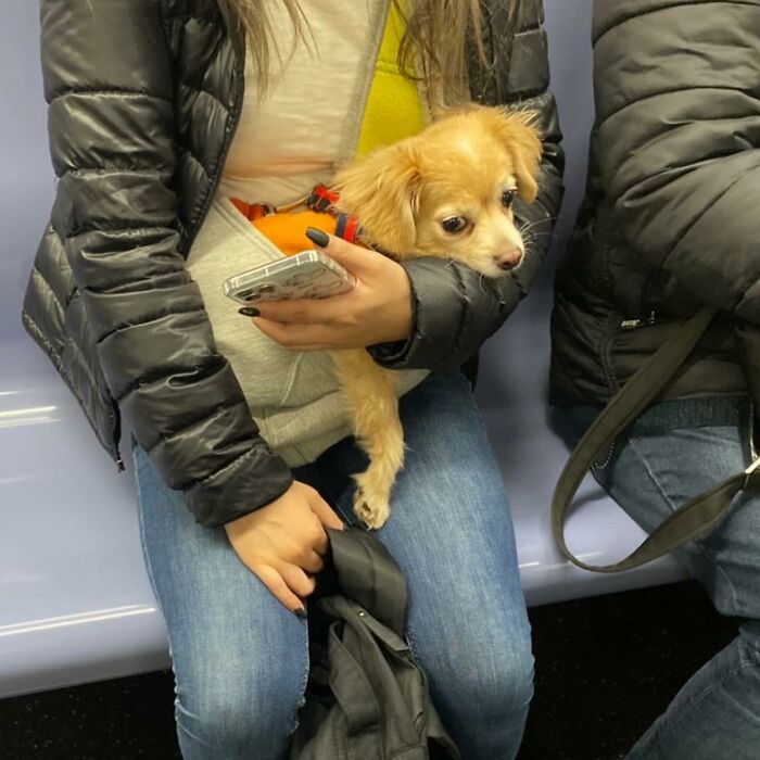 40 New Photos Of Dogs Traveling In Bags That Will Instantly Brighten Your Day (New Pics)