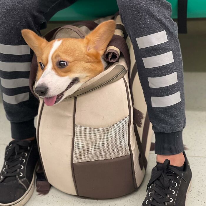 40 New Photos Of Dogs Traveling In Bags That Will Instantly Brighten Your Day (New Pics)