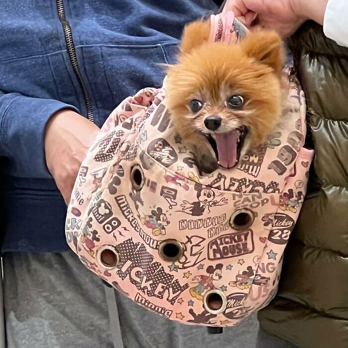 40 New Photos Of Dogs Traveling In Bags That Will Instantly Brighten Your Day (New Pics)