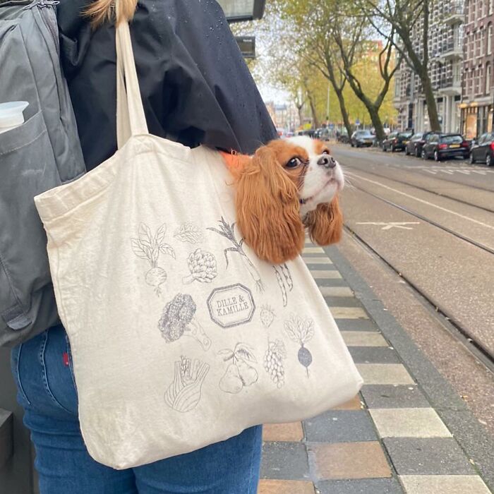40 New Photos Of Dogs Traveling In Bags That Will Instantly Brighten Your Day (New Pics)
