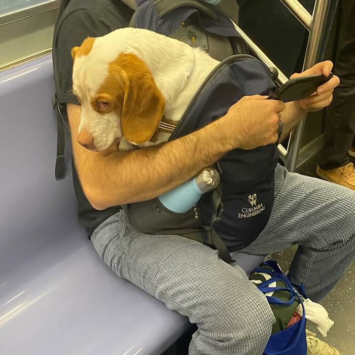 40 New Photos Of Dogs Traveling In Bags That Will Instantly Brighten Your Day (New Pics)