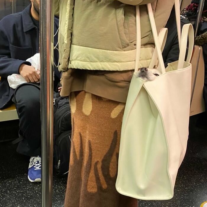 40 New Photos Of Dogs Traveling In Bags That Will Instantly Brighten Your Day (New Pics)
