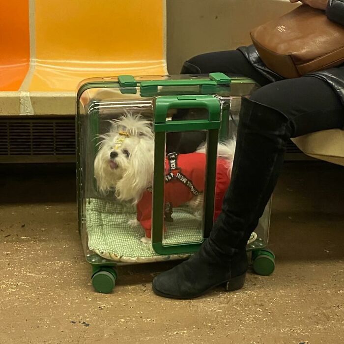 40 New Photos Of Dogs Traveling In Bags That Will Instantly Brighten Your Day (New Pics)