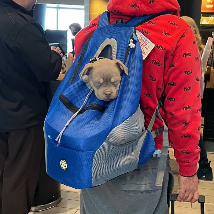 40 New Photos Of Dogs Traveling In Bags That Will Instantly Brighten Your Day (New Pics)
