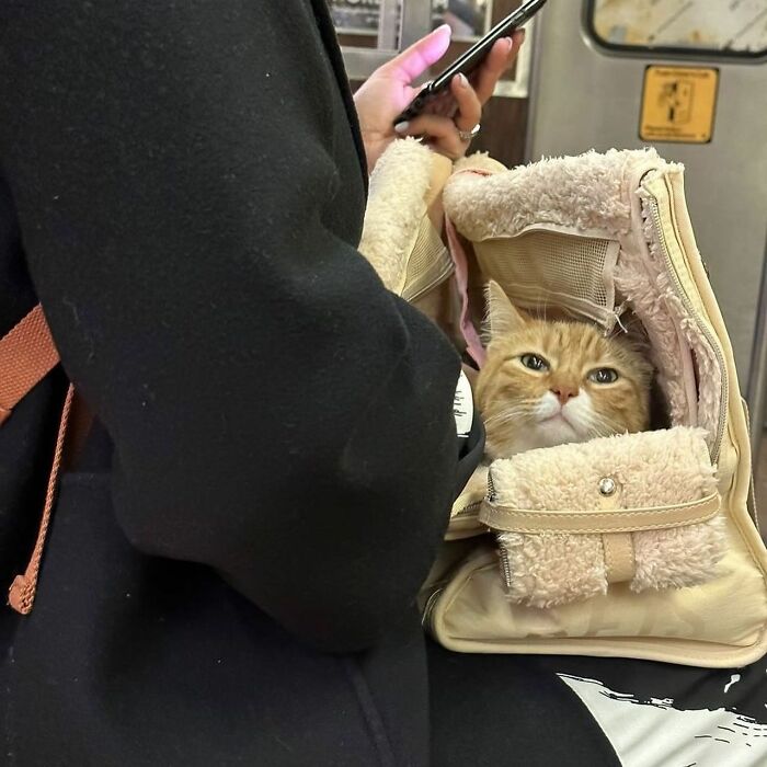 40 New Photos Of Dogs Traveling In Bags That Will Instantly Brighten Your Day (New Pics)