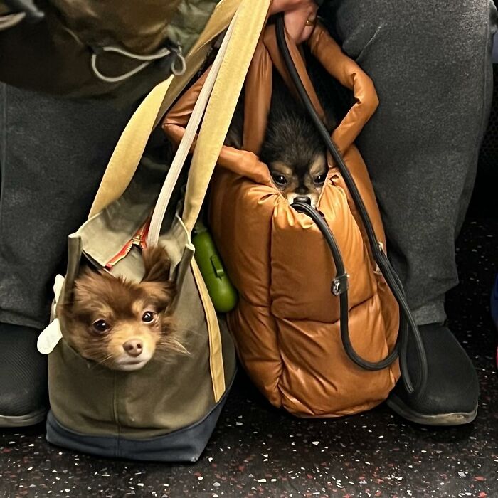 40 New Photos Of Dogs Traveling In Bags That Will Instantly Brighten Your Day (New Pics)