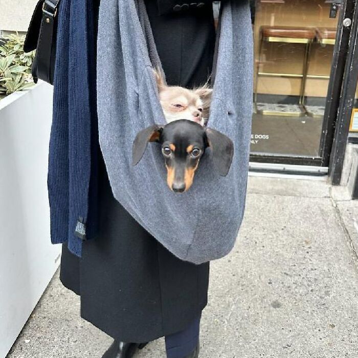 40 New Photos Of Dogs Traveling In Bags That Will Instantly Brighten Your Day (New Pics)