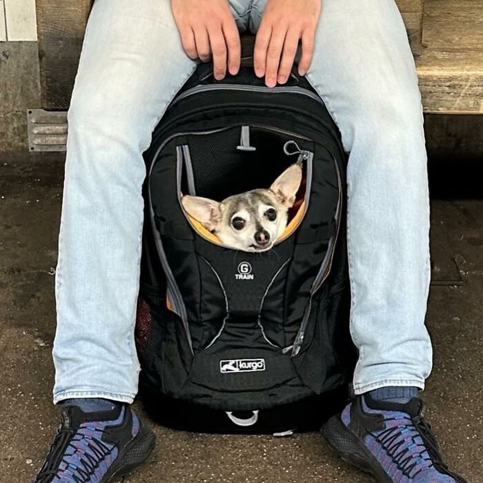 40 New Photos Of Dogs Traveling In Bags That Will Instantly Brighten Your Day (New Pics)