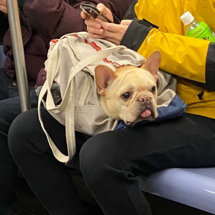 40 New Photos Of Dogs Traveling In Bags That Will Instantly Brighten Your Day (New Pics)