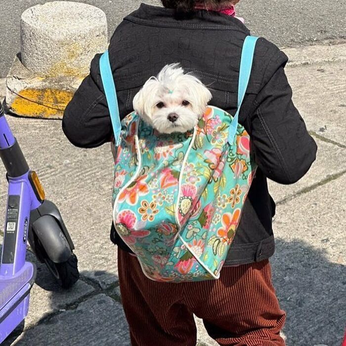 40 New Photos Of Dogs Traveling In Bags That Will Instantly Brighten Your Day (New Pics)