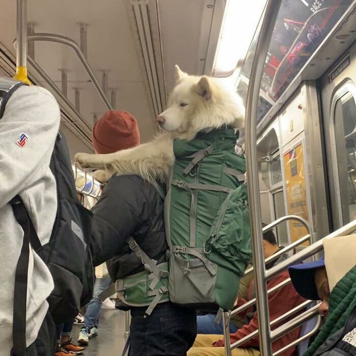 40 New Photos Of Dogs Traveling In Bags That Will Instantly Brighten Your Day (New Pics)
