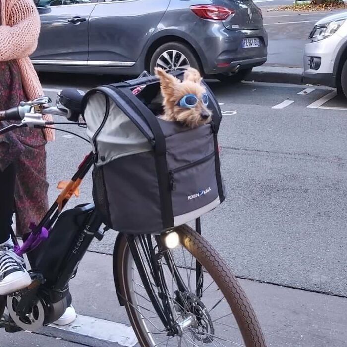 40 New Photos Of Dogs Traveling In Bags That Will Instantly Brighten Your Day (New Pics)