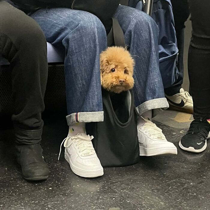 40 New Photos Of Dogs Traveling In Bags That Will Instantly Brighten Your Day (New Pics)