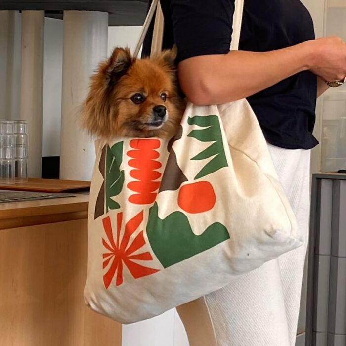 40 New Photos Of Dogs Traveling In Bags That Will Instantly Brighten Your Day (New Pics)