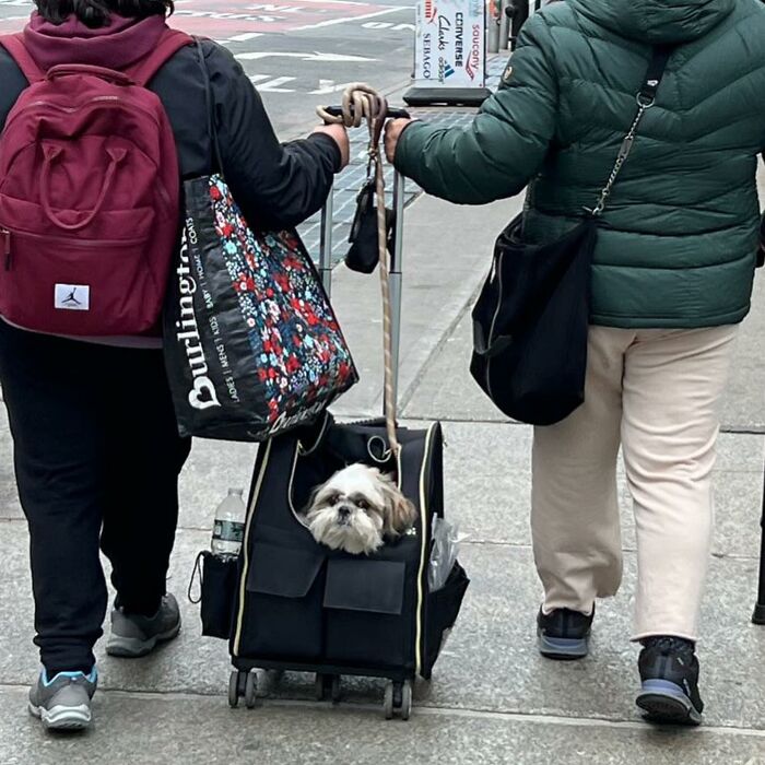 40 New Photos Of Dogs Traveling In Bags That Will Instantly Brighten Your Day (New Pics)