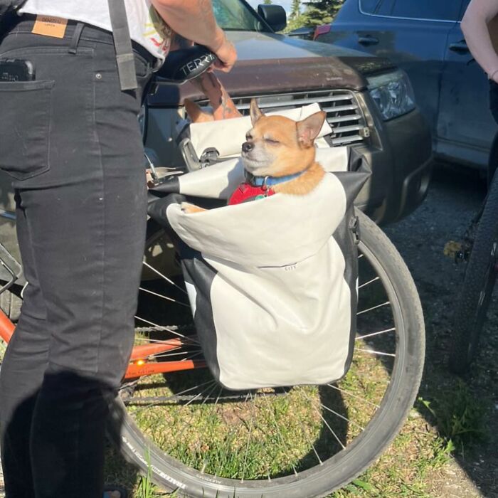 40 New Photos Of Dogs Traveling In Bags That Will Instantly Brighten Your Day (New Pics)