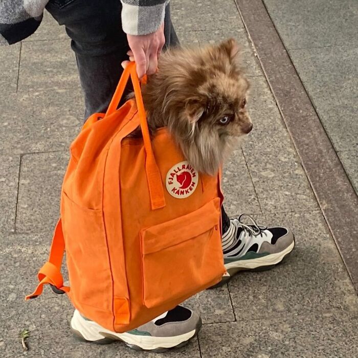 40 New Photos Of Dogs Traveling In Bags That Will Instantly Brighten Your Day (New Pics)