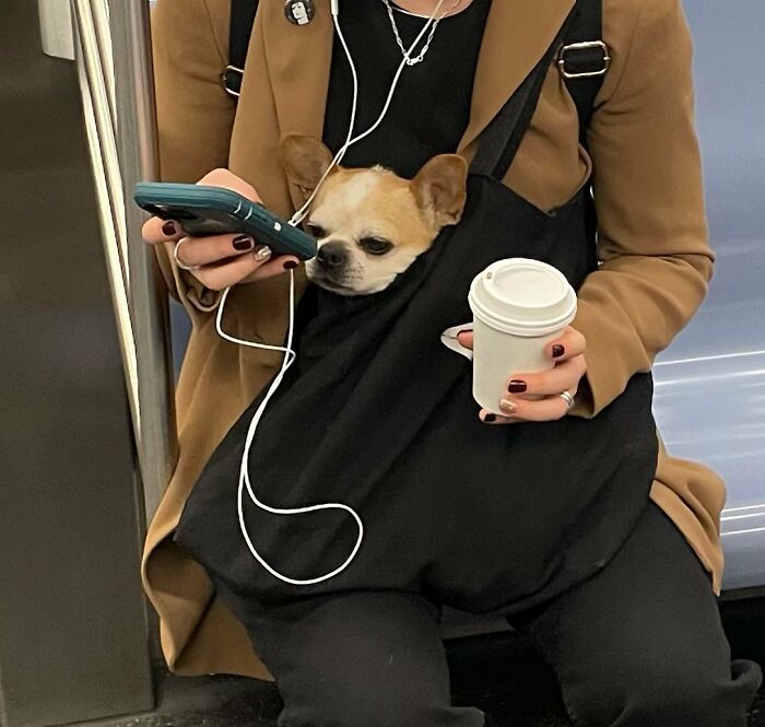 40 New Photos Of Dogs Traveling In Bags That Will Instantly Brighten Your Day (New Pics)