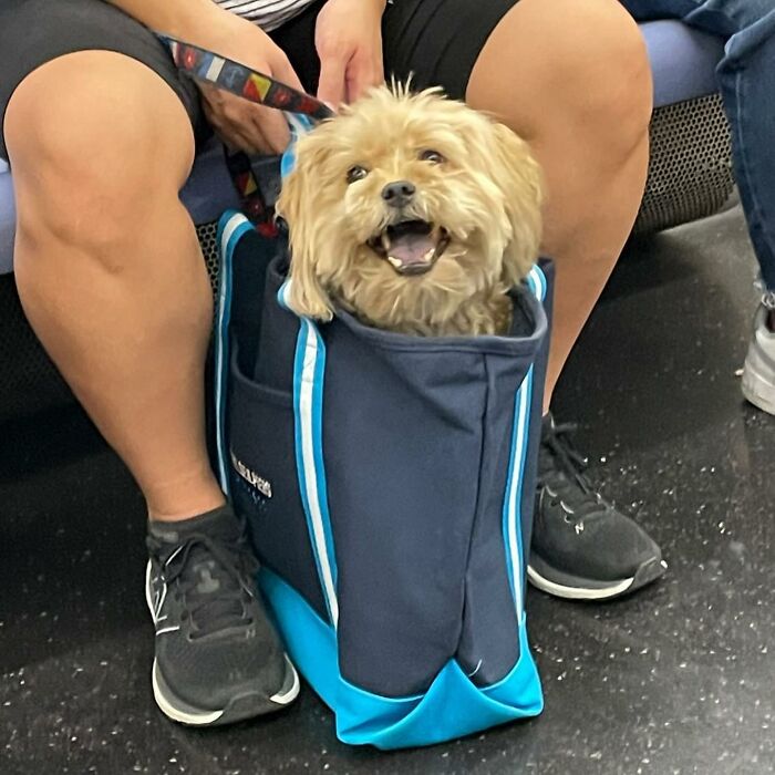 40 New Photos Of Dogs Traveling In Bags That Will Instantly Brighten Your Day (New Pics)
