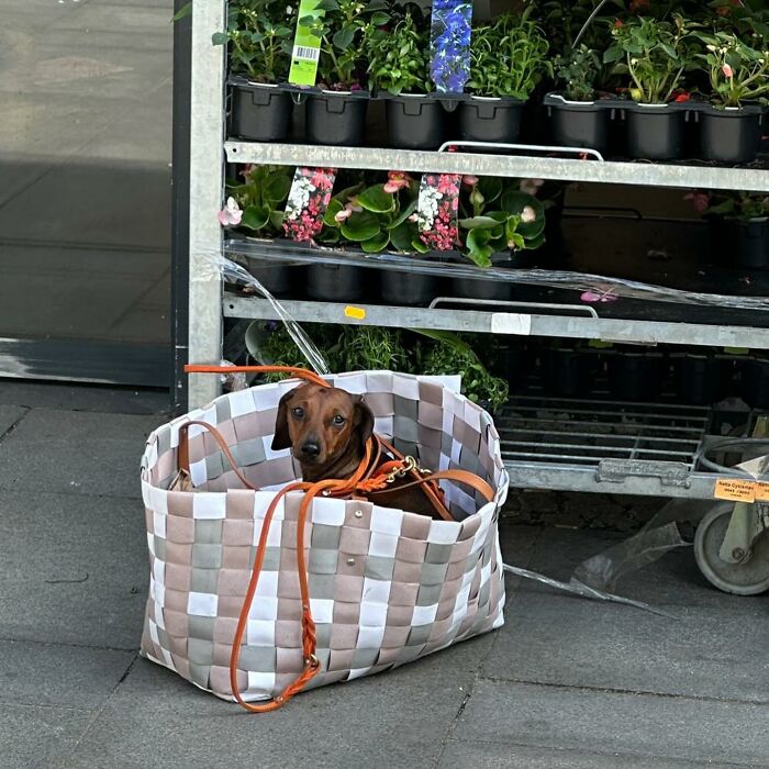 40 New Photos Of Dogs Traveling In Bags That Will Instantly Brighten Your Day (New Pics)