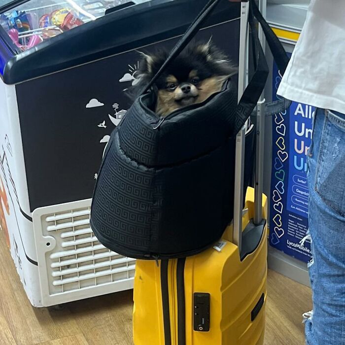 40 New Photos Of Dogs Traveling In Bags That Will Instantly Brighten Your Day (New Pics)