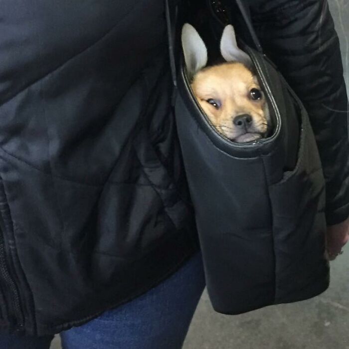40 New Photos Of Dogs Traveling In Bags That Will Instantly Brighten Your Day (New Pics)