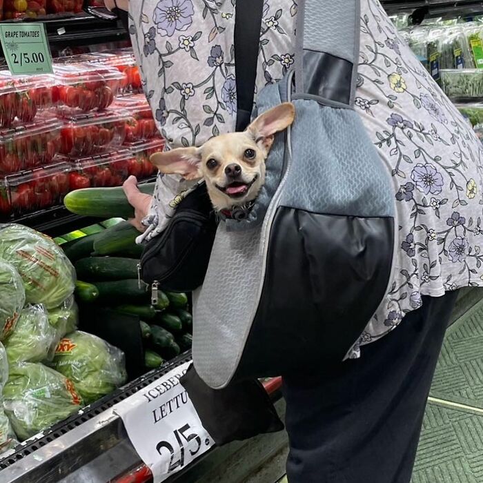 40 New Photos Of Dogs Traveling In Bags That Will Instantly Brighten Your Day (New Pics)