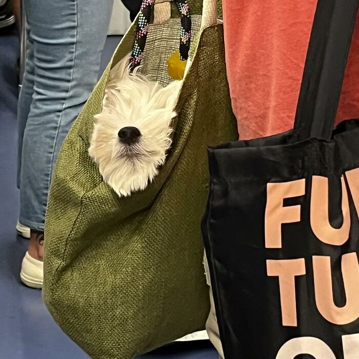 40 New Photos Of Dogs Traveling In Bags That Will Instantly Brighten Your Day (New Pics)