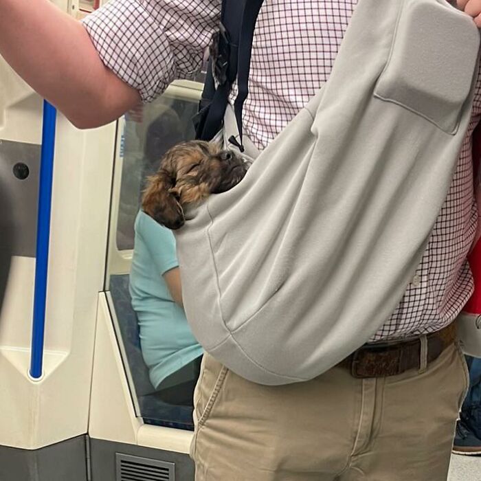 40 New Photos Of Dogs Traveling In Bags That Will Instantly Brighten Your Day (New Pics)