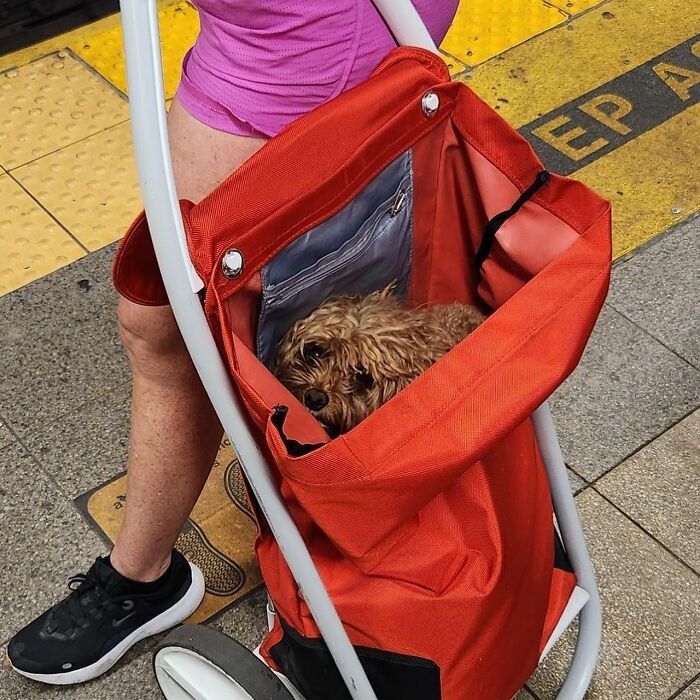 40 New Photos Of Dogs Traveling In Bags That Will Instantly Brighten Your Day (New Pics)
