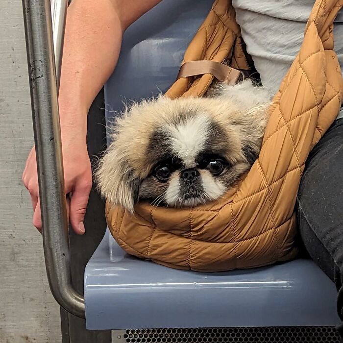 40 New Photos Of Dogs Traveling In Bags That Will Instantly Brighten Your Day (New Pics)