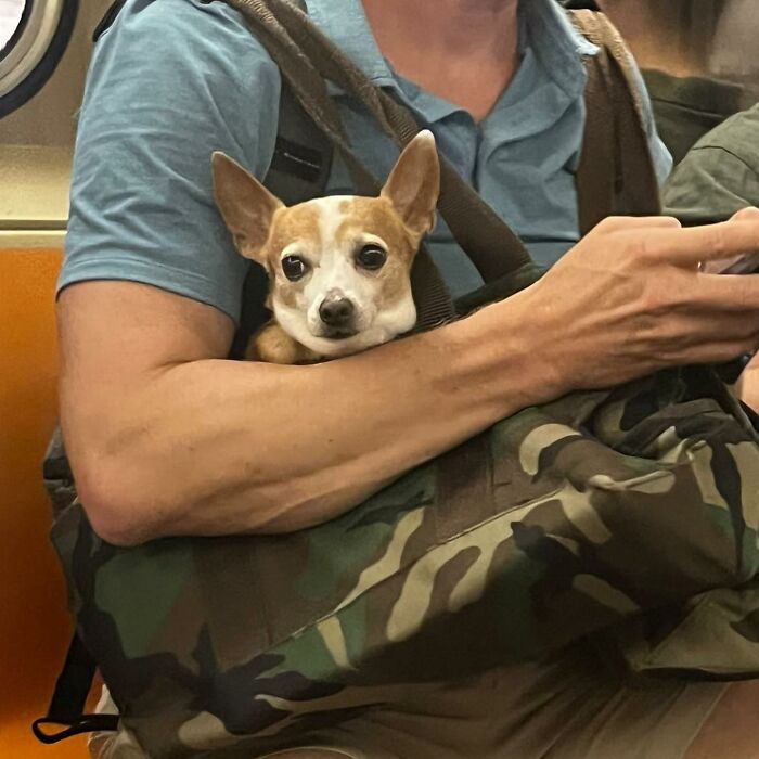 40 New Photos Of Dogs Traveling In Bags That Will Instantly Brighten Your Day (New Pics)