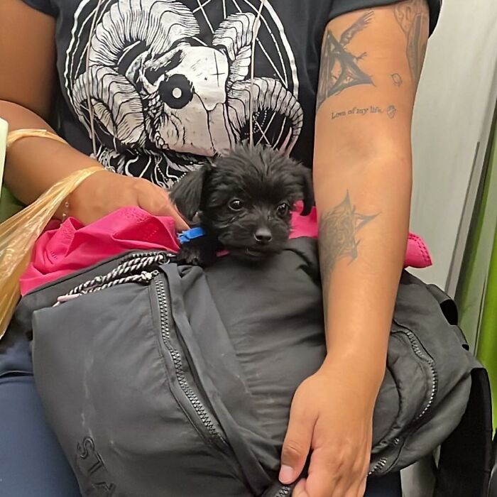 40 New Photos Of Dogs Traveling In Bags That Will Instantly Brighten Your Day (New Pics)