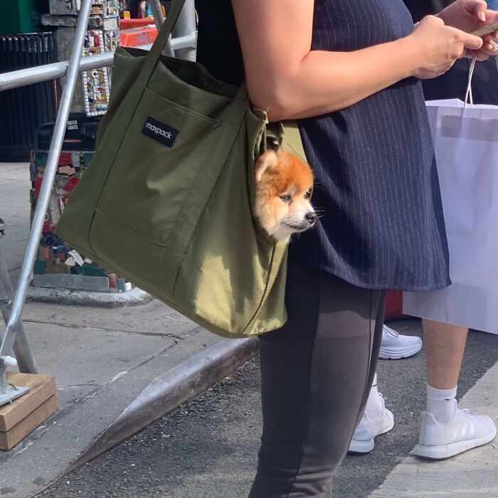 40 New Photos Of Dogs Traveling In Bags That Will Instantly Brighten Your Day (New Pics)