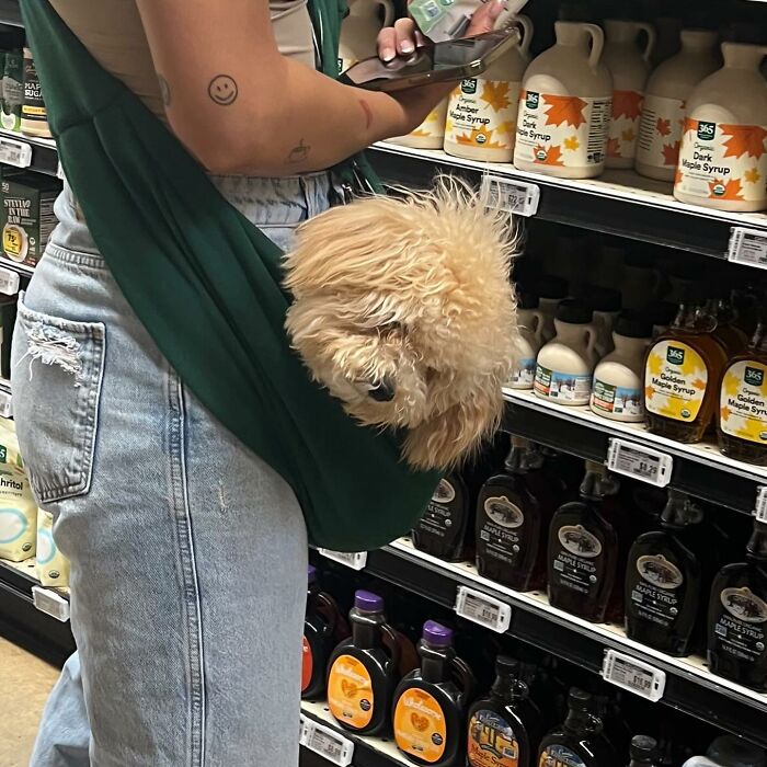 40 New Photos Of Dogs Traveling In Bags That Will Instantly Brighten Your Day (New Pics)