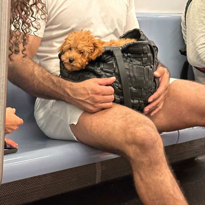 40 New Photos Of Dogs Traveling In Bags That Will Instantly Brighten Your Day (New Pics)