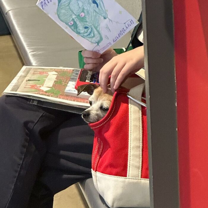 40 New Photos Of Dogs Traveling In Bags That Will Instantly Brighten Your Day (New Pics)