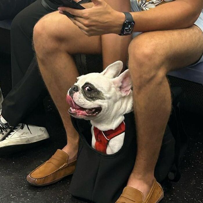 40 New Photos Of Dogs Traveling In Bags That Will Instantly Brighten Your Day (New Pics)