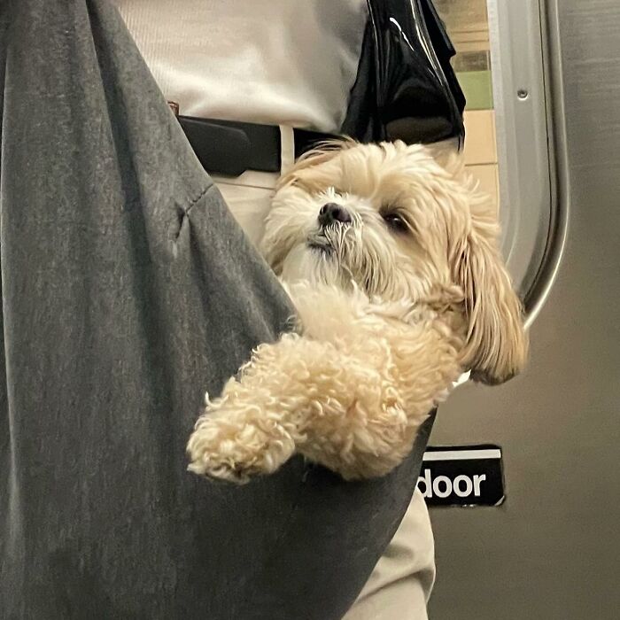 40 New Photos Of Dogs Traveling In Bags That Will Instantly Brighten Your Day (New Pics)