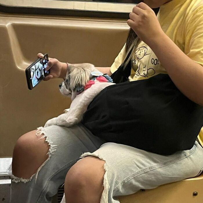 40 New Photos Of Dogs Traveling In Bags That Will Instantly Brighten Your Day (New Pics)